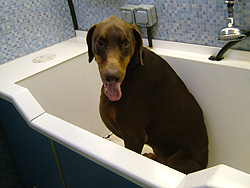 large doberman bath